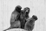 1D3_7608_edited_SW