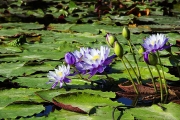 Bild 095