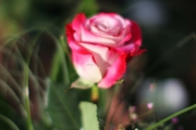 IMG_1186 edited